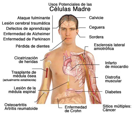 Celulas madre