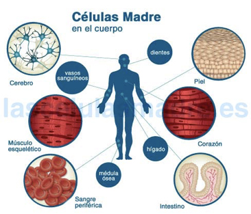 Celulas madre