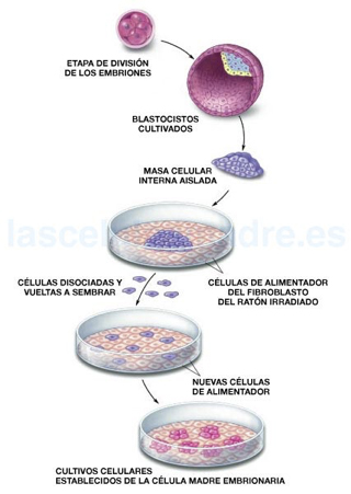 Celulas madre