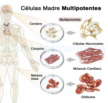 Celulas madre