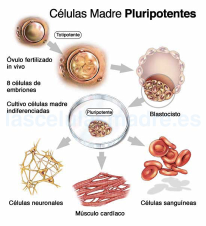 Celulas madre